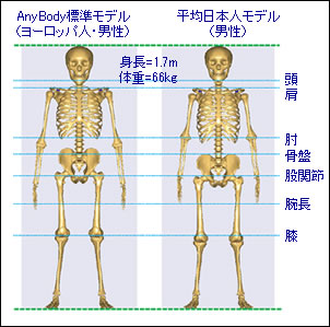 日本人の人體モデル