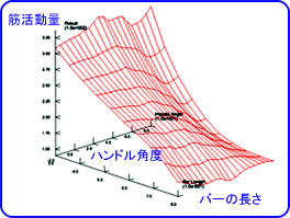 上腕二頭筋 3Dグラフ